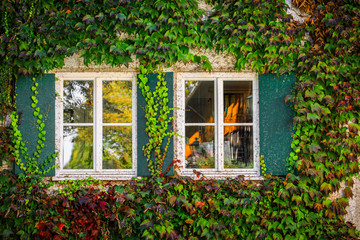 Fototapeta na wymiar Hauswand mit Fenster im Herbst, bewachsen mit Laub 