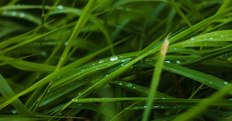 Morning dew on green grass close up 
