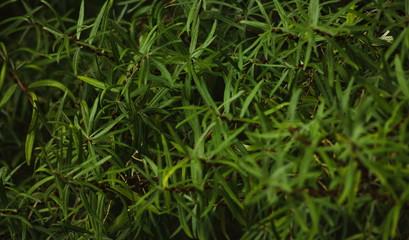 Small green leafs texture / background