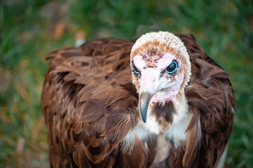 portrait of an eagle