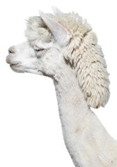 head of white Alpaca © AVD