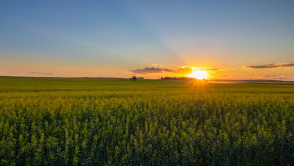 Beautiful Summer Sunset in a Canola Field in Airdie, Alberta, Canada - obrazy, fototapety, plakaty
