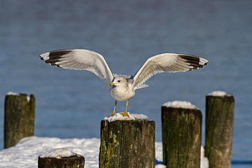 Möwe Winterkleid