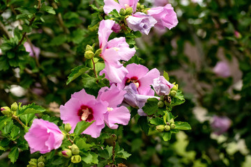 Close-Up Of Pink Flowering Plant and a Bee