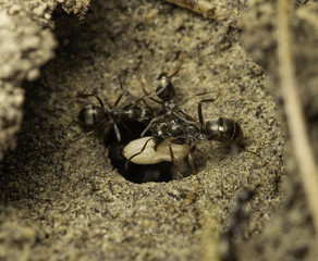 Housekeeping Ants