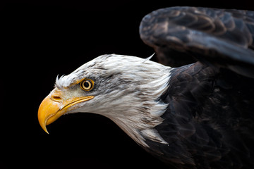 Bald Eagle Close Up