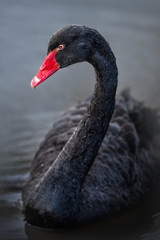 Fototapeta premium Black Swan Cygnus atratus