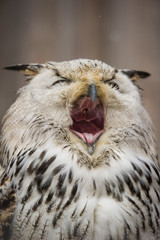 Siberian Eagle Owl big Ywan