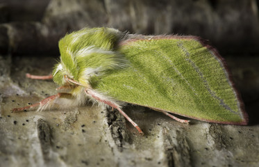Green Silver-lines Moth