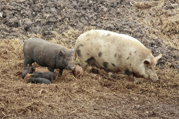 patchwork family of pigs in the nature and a few piglets