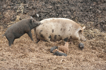 Fototapeta premium In the presence of several small pigs, another pig tries to mate a pig in the nature