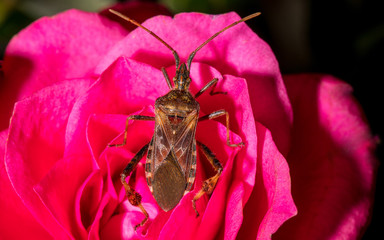 Wanze auf einer Rose