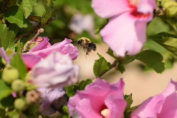 Close-Up Of Pink Flowering Plant and a Bee
