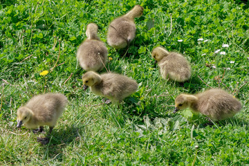 Canada Goose (branta canadensis) Goslings on the banks of the river Thames