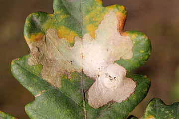 Leaf mine of Tischerid moth or Tischeria ekebladella on leaf of European oak or Quercus robur