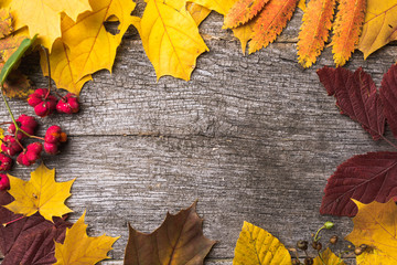 Naklejka na ściany i meble Colorful autumn leaves on rustic and vintage wooden board with copy space. Seasonal frame decoration arranged with dry leaves. Flat-lay visualization. Golden time.