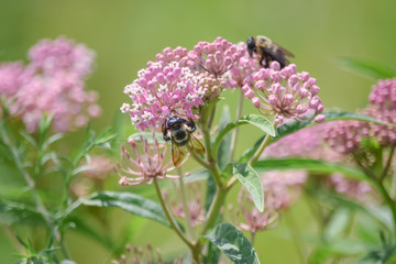 Close-Up Of Pink Flowering Plant and a Bee