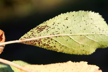 Plum rust (Tranzschelia pruni-spinosae) on leaf of Plum or Prunus domestica
