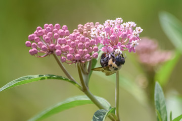 Close-Up Of Pink Flowering Plant and a Bee