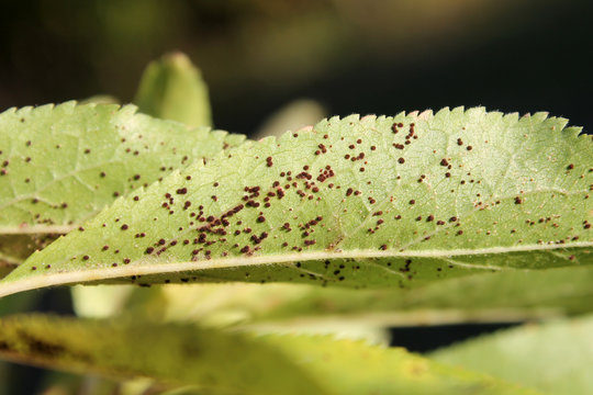Plum rust (Tranzschelia pruni-spinosae) on leaf of Plum or Prunus domestica