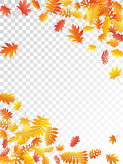 Oak, maple, wild ash rowan leaves vector