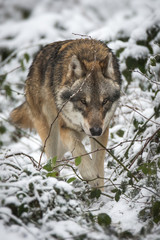 Wolf walking through snowy Forest