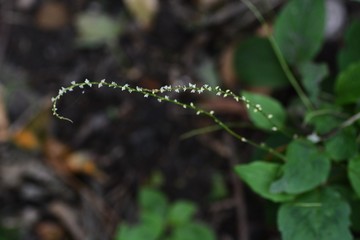 White persicaria filiformis