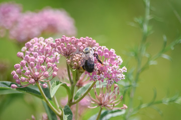 Close-Up Of Pink Flowering Plant and a Bee