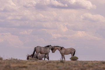 Fototapeta na wymiar Wild Horse Stallions Facing Off in the Desert