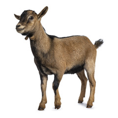 Brown agouti pygmy goat standing side way looking to camera, isolated on white background