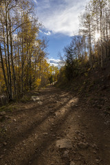 a trail through a beautiful aspen forest in fall colors