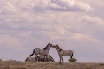 Fototapeta premium Wild Horse Stallions Facing Off in the Desert