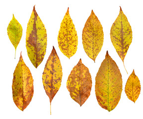 Yellow autumn leaves of ash tree isolated on white background.