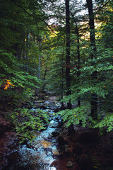 Mountain river with water reflection in a dark autumn scene. Ilsenburg, nature reserve Harz...