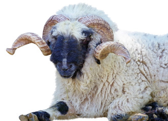 RAM with twisted horns