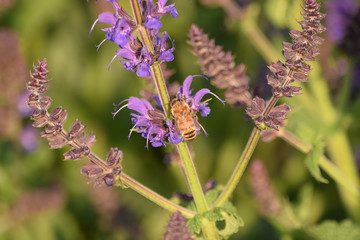 Close-Up Of Purple Flowering Plant and a Bee