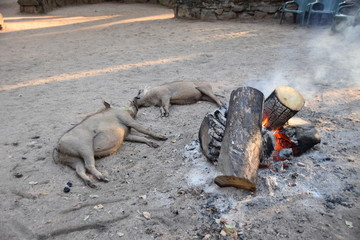 Warthogs sleeping round a fire, Swaziland
