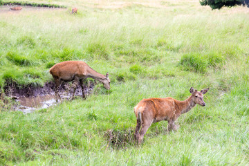 Two doe in a park