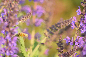 Close-Up Of Purple Flowering Plant and a Bee