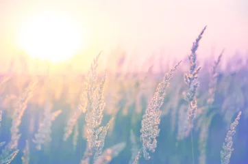 Selbstklebende Fototapete Sommer Ährchen von Gräsern, beleuchtet vom warmen goldenen Licht der untergehenden Sonne. Schöne Sommerszene in Pastelltönen und Farben.