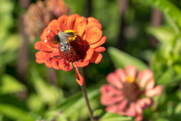 Hummingbird hawk-moth (Macroglossum stellatarum) in Romania