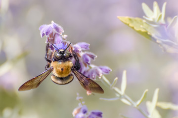 Close-Up Of Purple Flowering Plant and a Bee