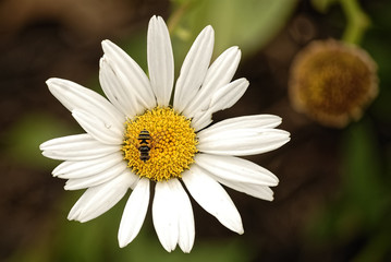 Fototapeta premium Close-Up of a Daisy Flower and a Bee
