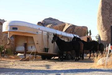 horse