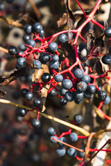 Close up of wilted leaves of Virginia creeper with red twigs and dark red berries.