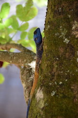 Blue-headed Agama lizard, Swaziland