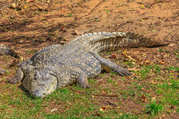 African Crocodile, Crocodylus Niloticus, resting at iSimangaliso Wetland Park in St Lucia, South...