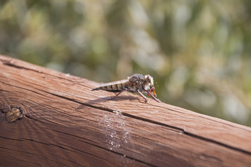 Insect eating on a wood.