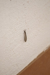Insect on a wall.
