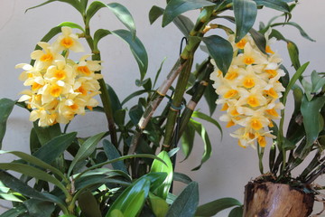 Orquídeas  Dendrobium densiflorum